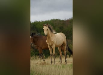 NRPS, Stallion, Foal (04/2026), 14.2 hh, Buckskin