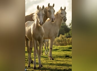 NRPS, Stallion, Foal (04/2023), 14.2 hh, Palomino