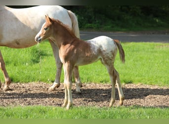 NRPS, Stallion, , 14,1 hh, Chestnut-Red