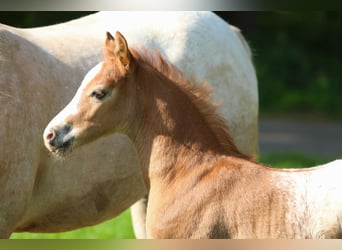 NRPS, Stallion, , 14,1 hh, Chestnut-Red
