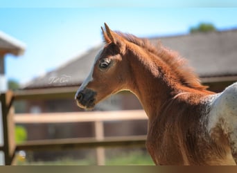 NRPS, Stallion, , 14,1 hh, Chestnut-Red