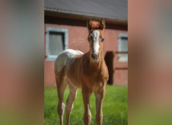 NRPS, Stallion, , 14,1 hh, Chestnut-Red