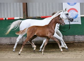 NRPS, Stallion, Foal (04/2024), 15,2 hh, Gray