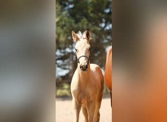 NRPS, Stallion, Foal (05/2026), 16.1 hh, Buckskin