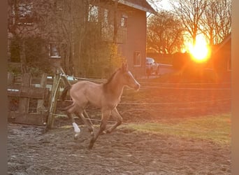 NRPS, Stallion, Foal (03/2024), 16.1 hh, Buckskin