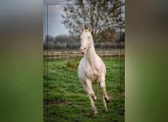 NRPS, Stallion, Foal (03/2024), 16.1 hh, Buckskin