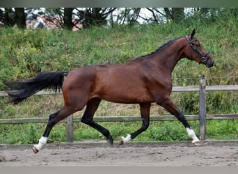 NRPS, Stallion, Foal (06/2024), 16,1 hh