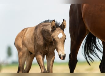 NRPS, Stallion, Foal (06/2024), 16,1 hh