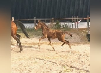 NRPS, Stallion, Foal (06/2024), 16,1 hh