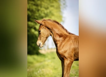 NRPS, Stallion, Foal (04/2026), 16.1 hh