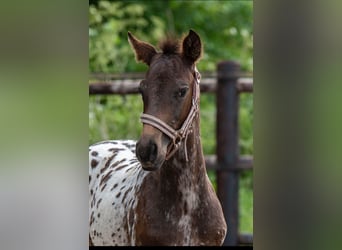 NRPS, Stallion, , 16 hh, Leopard-Piebald