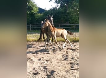 NRPS, Stallion, , 16,1 hh, Buckskin
