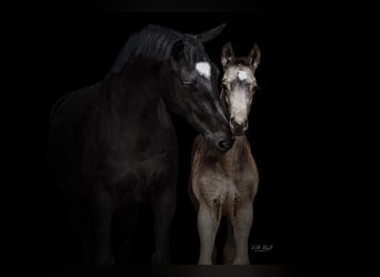 NRPS, Stallion, , 16,1 hh, Buckskin