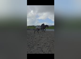NRPS, Stallion, Foal (03/2026), 17 hh, Leopard-Piebald