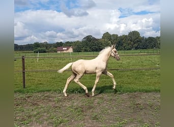 NRPS, Stallion, Foal (06/2023), 17 hh, Palomino