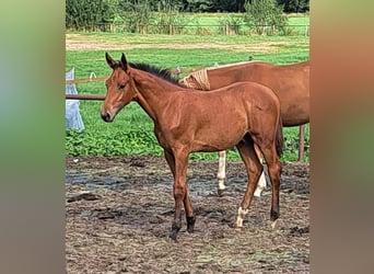 NRPS, Stallion, Foal (05/2025), Brown
