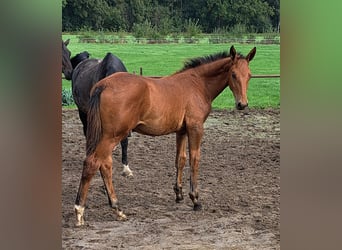 NRPS, Stallion, Foal (05/2025), Brown