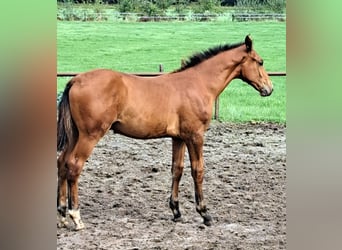 NRPS, Stallion, Foal (05/2025), Brown