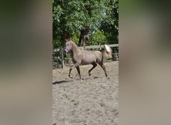 NRPS, Stallone, 1 Anno, 160 cm, Bianco