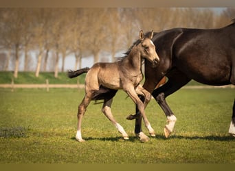 NRPS, Stallone, 1 Anno, 168 cm, Pelle di daino