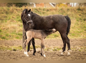 NRPS, Stallone, 1 Anno, 168 cm, Pelle di daino