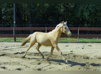 NRPS, Stallone, 2 Anni, 143 cm, Palomino