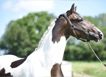 NRPS, Stallone, 2 Anni, 162 cm, Pezzato