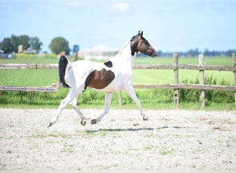 NRPS, Stallone, 2 Anni, 162 cm, Pezzato