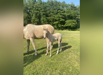 NRPS, Stallone, 3 Anni, 136 cm, Pelle di daino