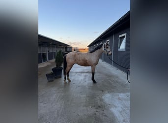 NRPS, Stallone, 3 Anni, 136 cm, Pelle di daino