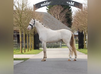 NRPS, Stallone, 3 Anni, 145 cm, Perlino