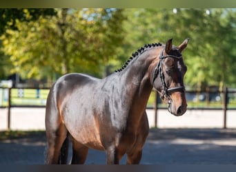 NRPS, Stallone, 3 Anni, 147 cm, Baio scuro