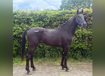 NRPS, Stallone, 3 Anni, 167 cm, Morello