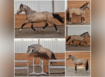 NRPS, Stallone, 3 Anni, Pelle di daino