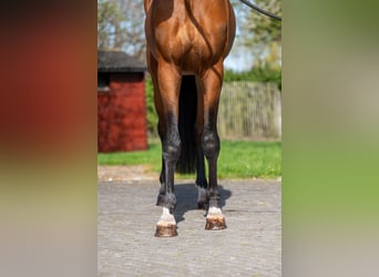 NRPS, Stallone, 4 Anni, 148 cm, Baio