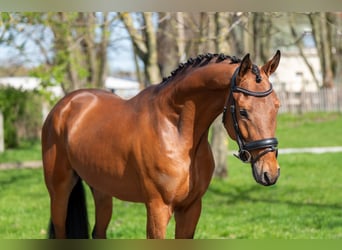 NRPS, Stallone, 4 Anni, 148 cm, Baio