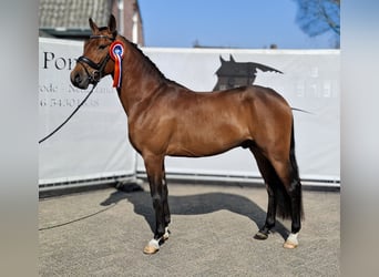 NRPS, Stallone, 4 Anni, 148 cm