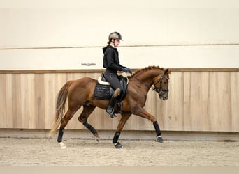 NRPS, Stallone, 5 Anni, 148 cm, Sauro
