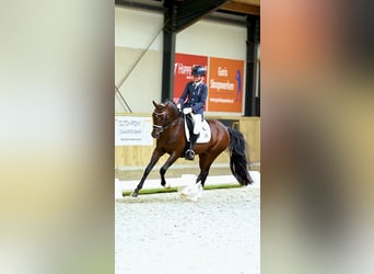 NRPS, Stallone, 5 Anni, 147 cm, Pelle di daino