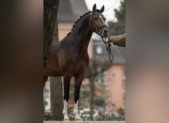 NRPS, Stallone, 5 Anni, 147 cm, Pelle di daino