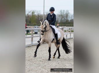 NRPS, Stallone, 5 Anni, 147 cm, Pelle di daino