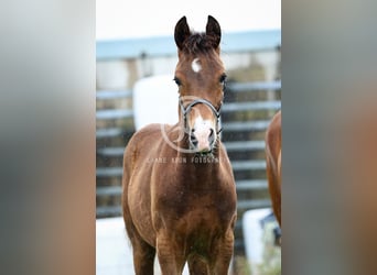 NRPS, Stallone, Puledri (04/2026), 148 cm, Baio