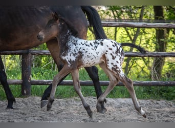 NRPS, Stallone, , 163 cm, Leopard