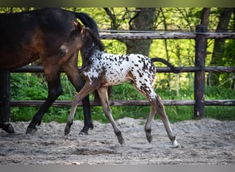 NRPS, Stallone, , 163 cm, Leopard