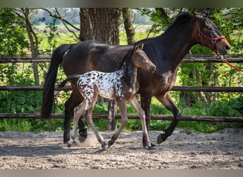 NRPS, Stallone, , 163 cm, Leopard
