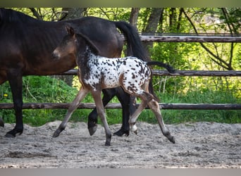 NRPS, Stallone, , 163 cm, Leopard