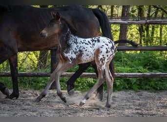 NRPS, Stallone, , 163 cm, Leopard
