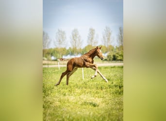 NRPS, Stallone, Puledri (04/2026), 168 cm