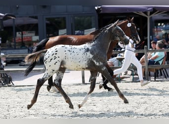 NRPS, Stallone, Puledri (03/2026), 173 cm, Leopard