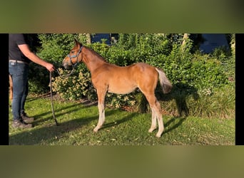 NRPS, Stallone, Puledri (05/2026), Baio